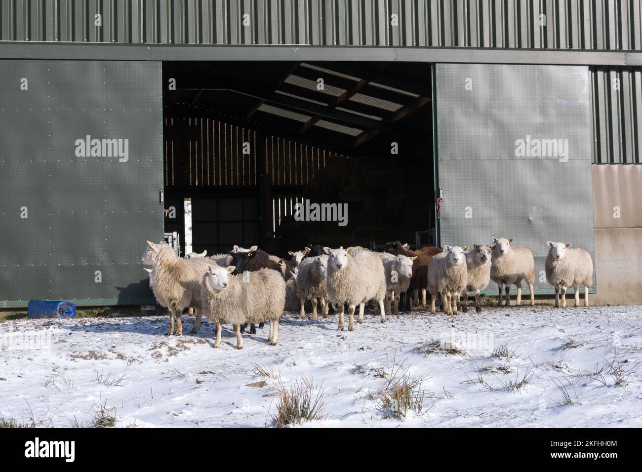 Flock of sheep sheltering from the snow in a shed on the moorlands