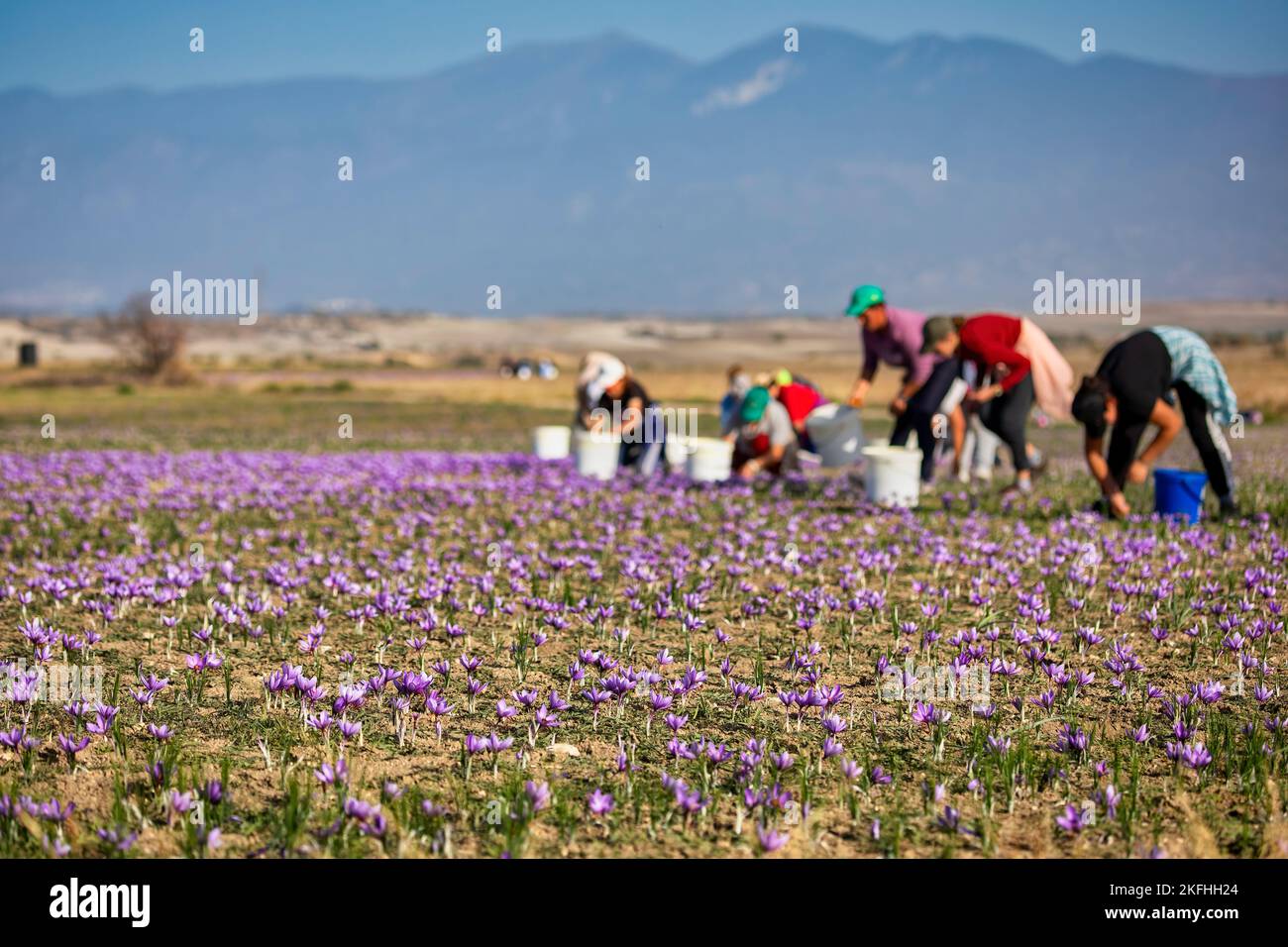 Workers gathering saffron flowers during saffron harvesting season in the area of Kozani in northern Greece. Selective focus Stock Photo
