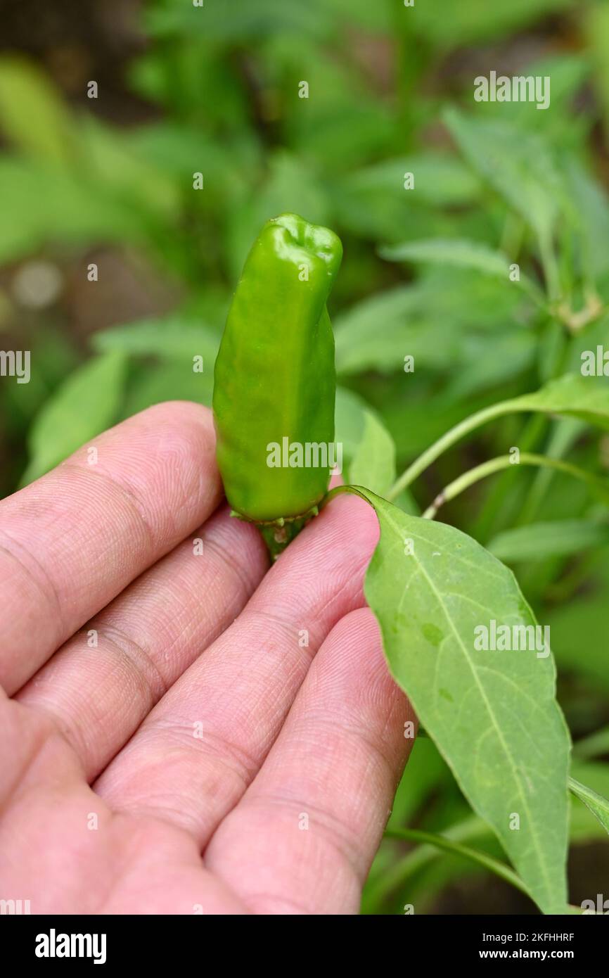 A hand holding a green Jalapeno Pepper Chili pepper, vertical shot