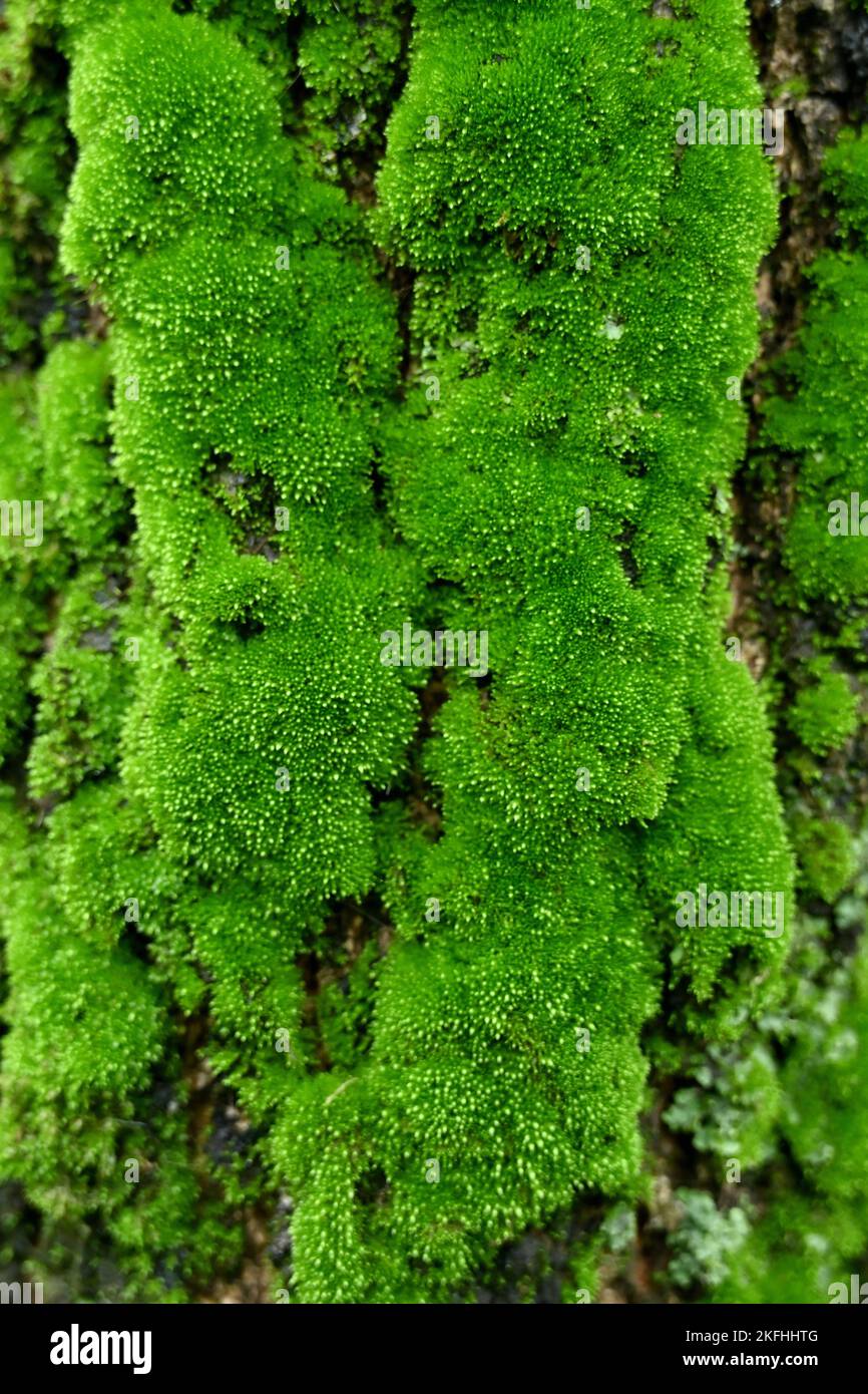 A green surface of moss on a tree bark in the forest, vertical shot Stock Photo