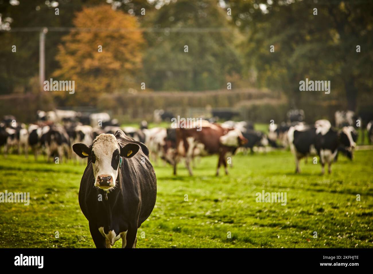 Cattle in a filed near CREWE Stock Photo