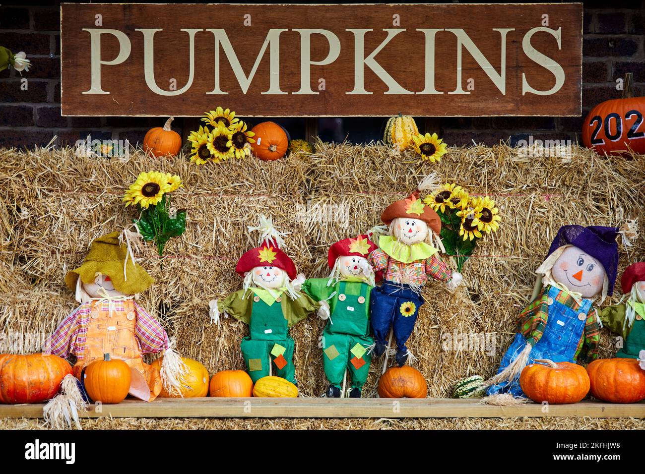 PUMPKINS and scarecrows at Wheelock Hall Farm Shop near Crewe Cheshire