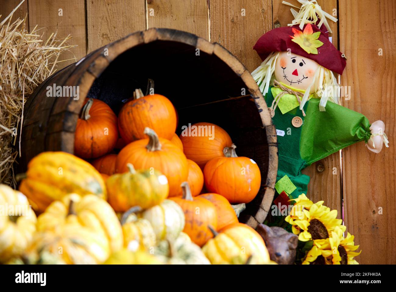 PUMPKINS and scarecrows at Wheelock Hall Farm Shop near Crewe Cheshire