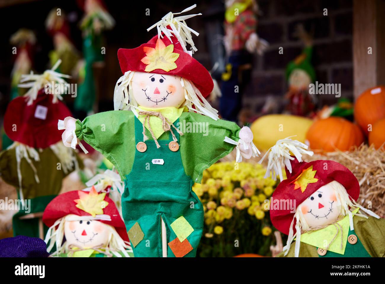 PUMPKINS and scarecrows at Wheelock Hall Farm Shop near Crewe Cheshire