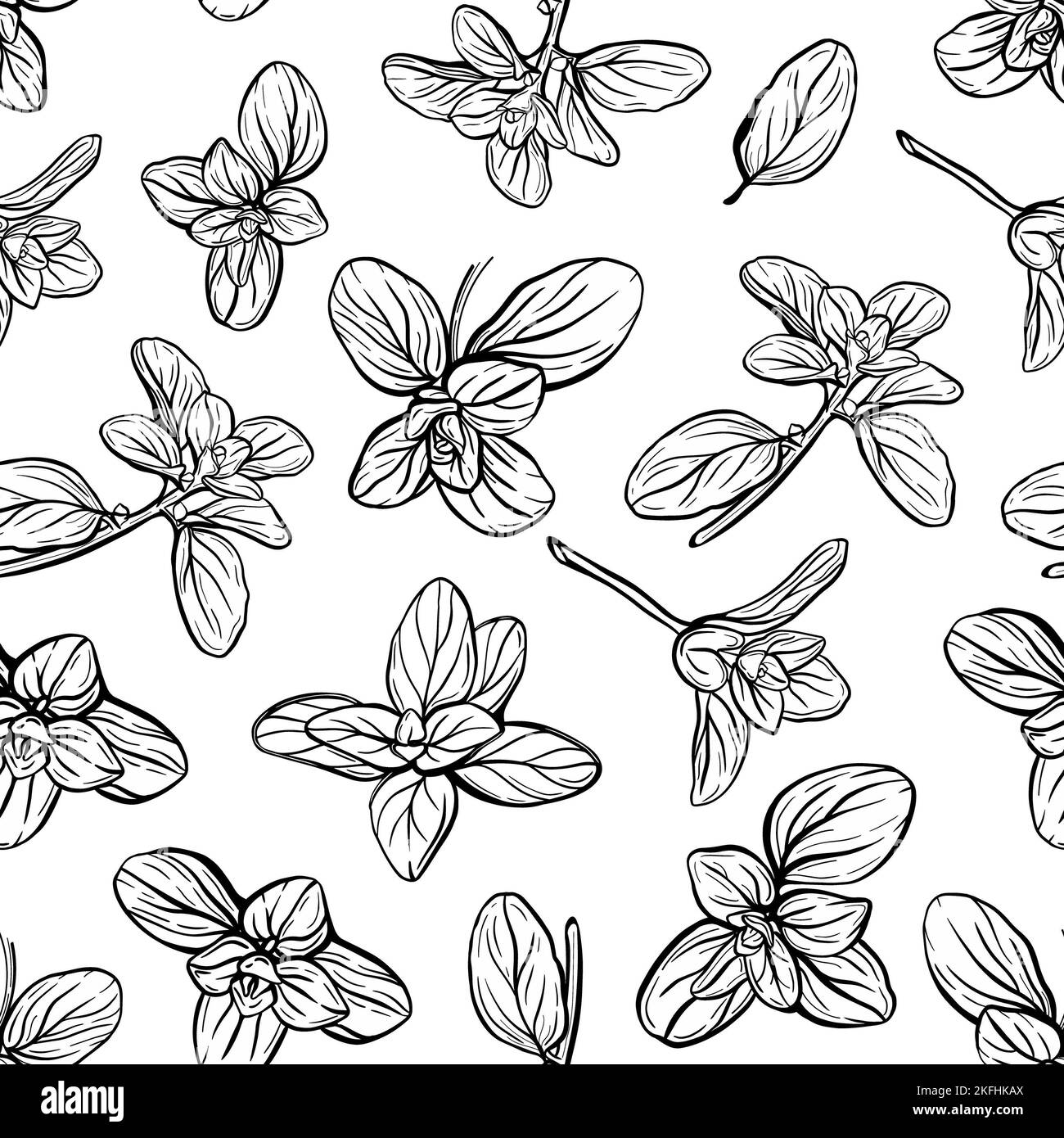 Basil Pattern. Italian herbs.A sprig of marjoram Stock Photo Alamy