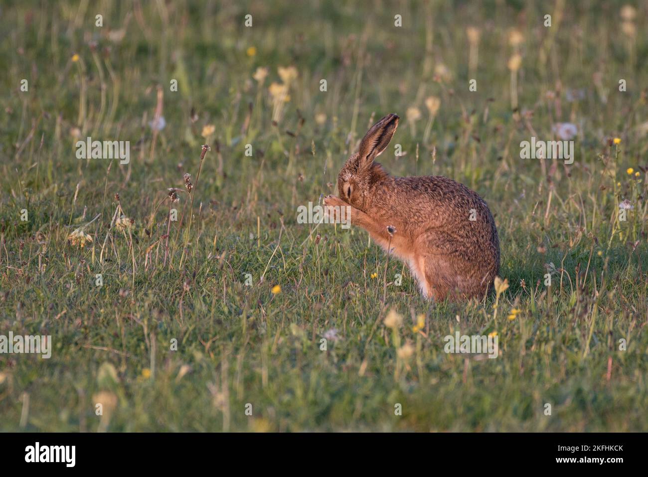 Brown hare in a meadow field washing his face and looks like he is praying. Stock Photo