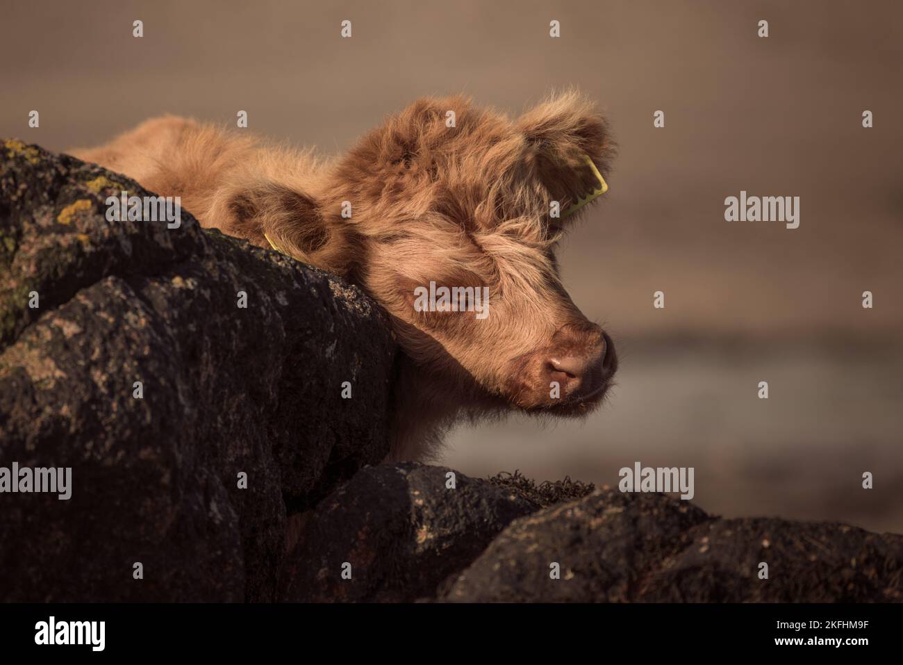Young calf. Highland cattle having a scratch against a rock on the beach. Stock Photo