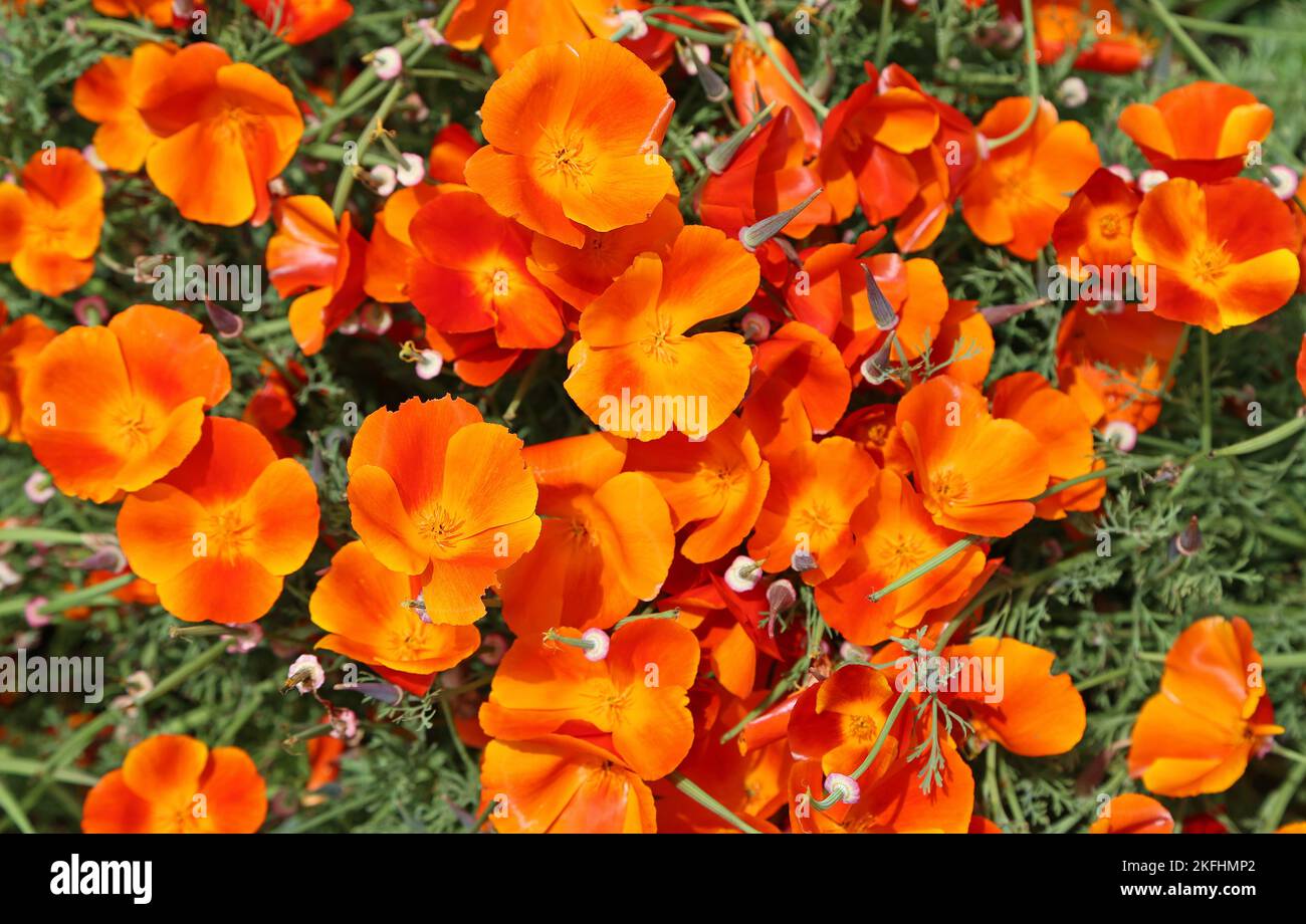 Orange California poppy Stock Photo
