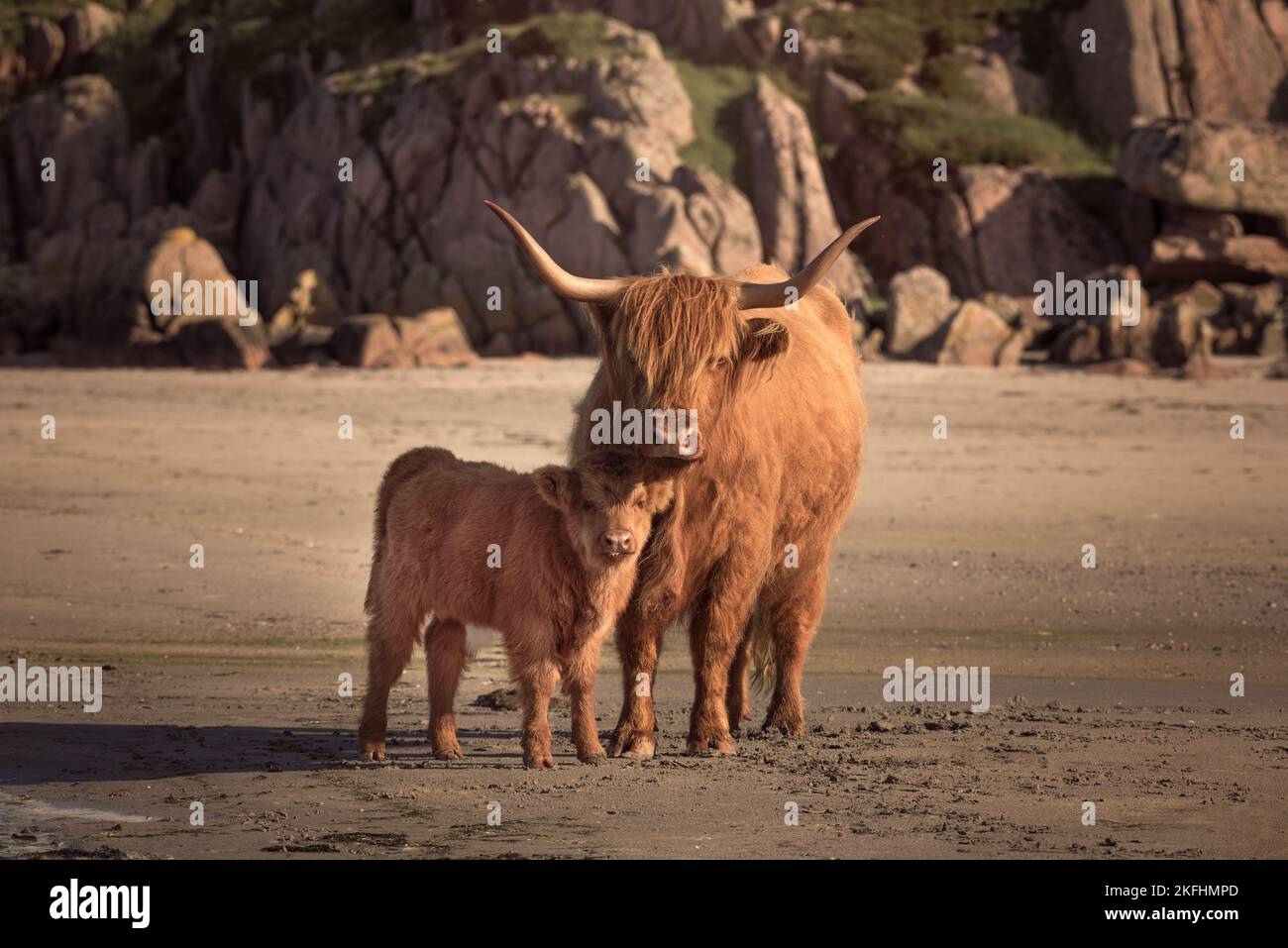 Highland cattle on the beach on the Isle of Mull. Calf and adult looking at the camera with rocks in the background. Stock Photo