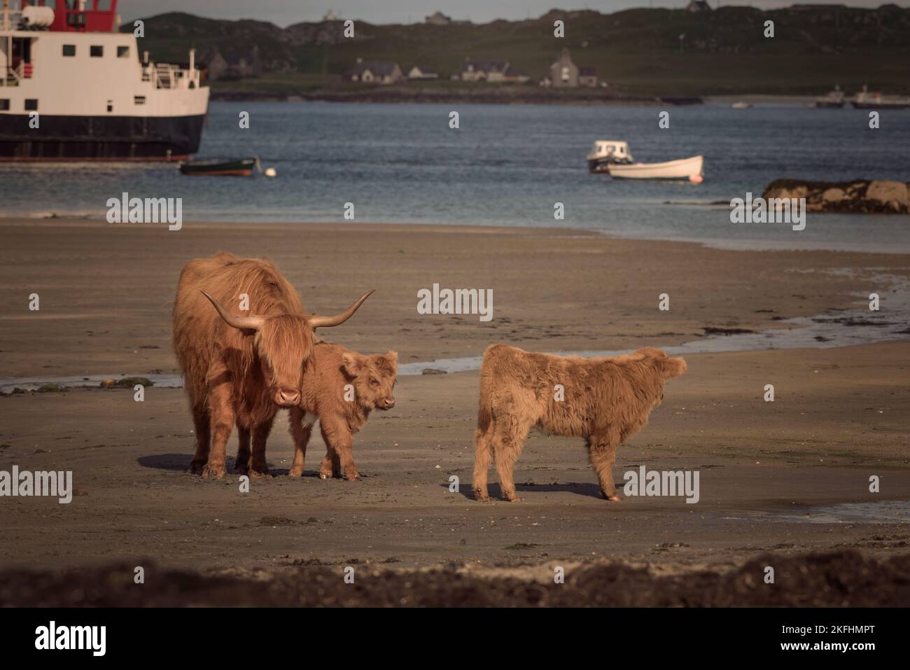 Highland cattle on the beach on the Isle of Mull Scotland by the ferry port for Iona. Ferry boat in the sea in the background Stock Photo