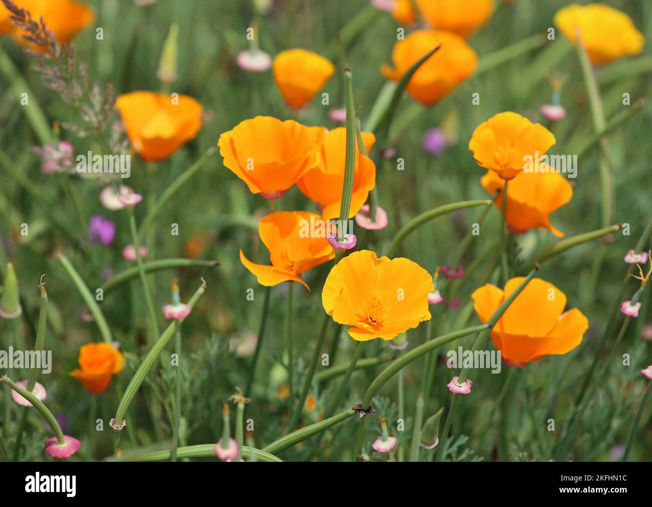 Yellow California poppy Stock Photo