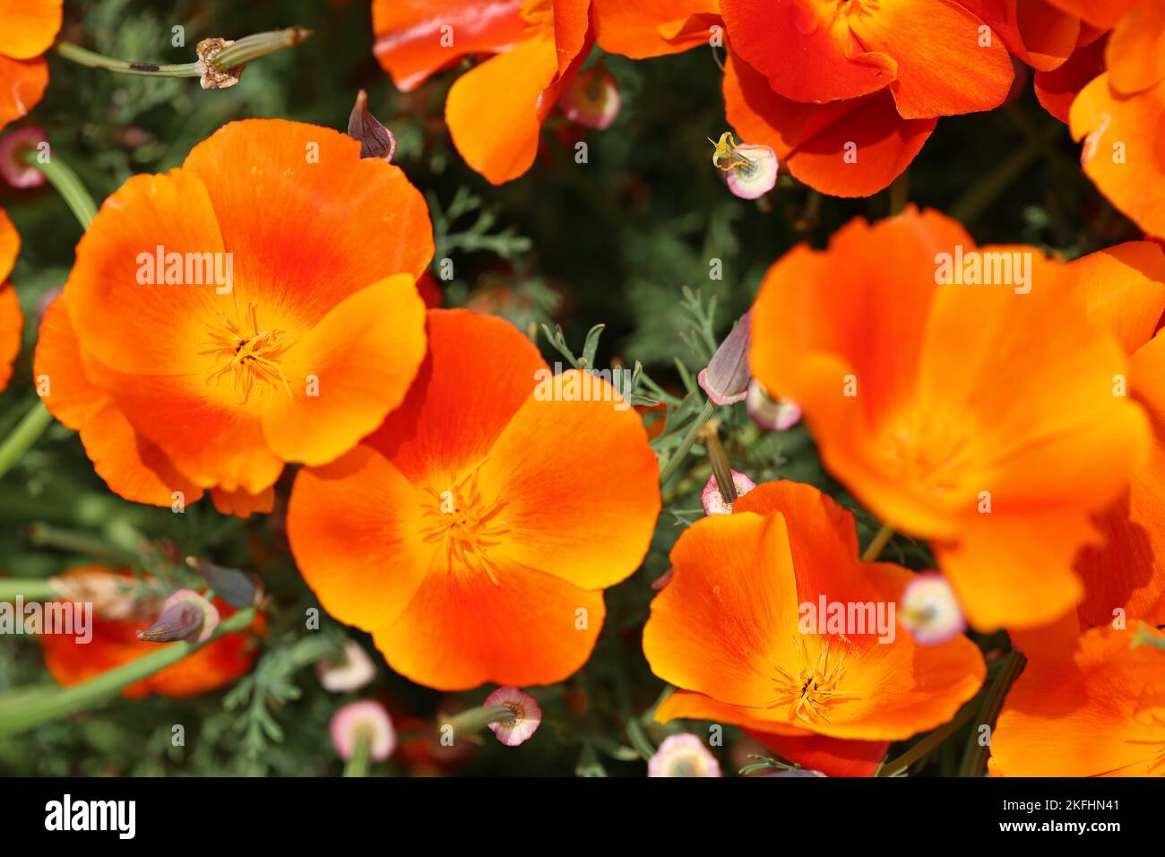 California poppy close up Stock Photo