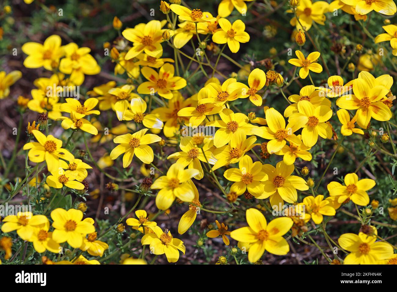 Yellow bidens laevis - California Stock Photo