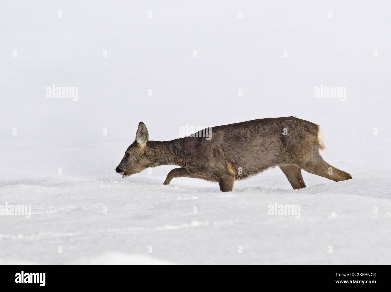 Side profile wild roe deer walking hi-res stock photography and images ...