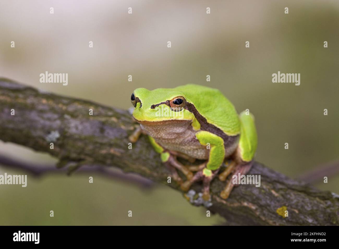 common tree frog Stock Photo Alamy