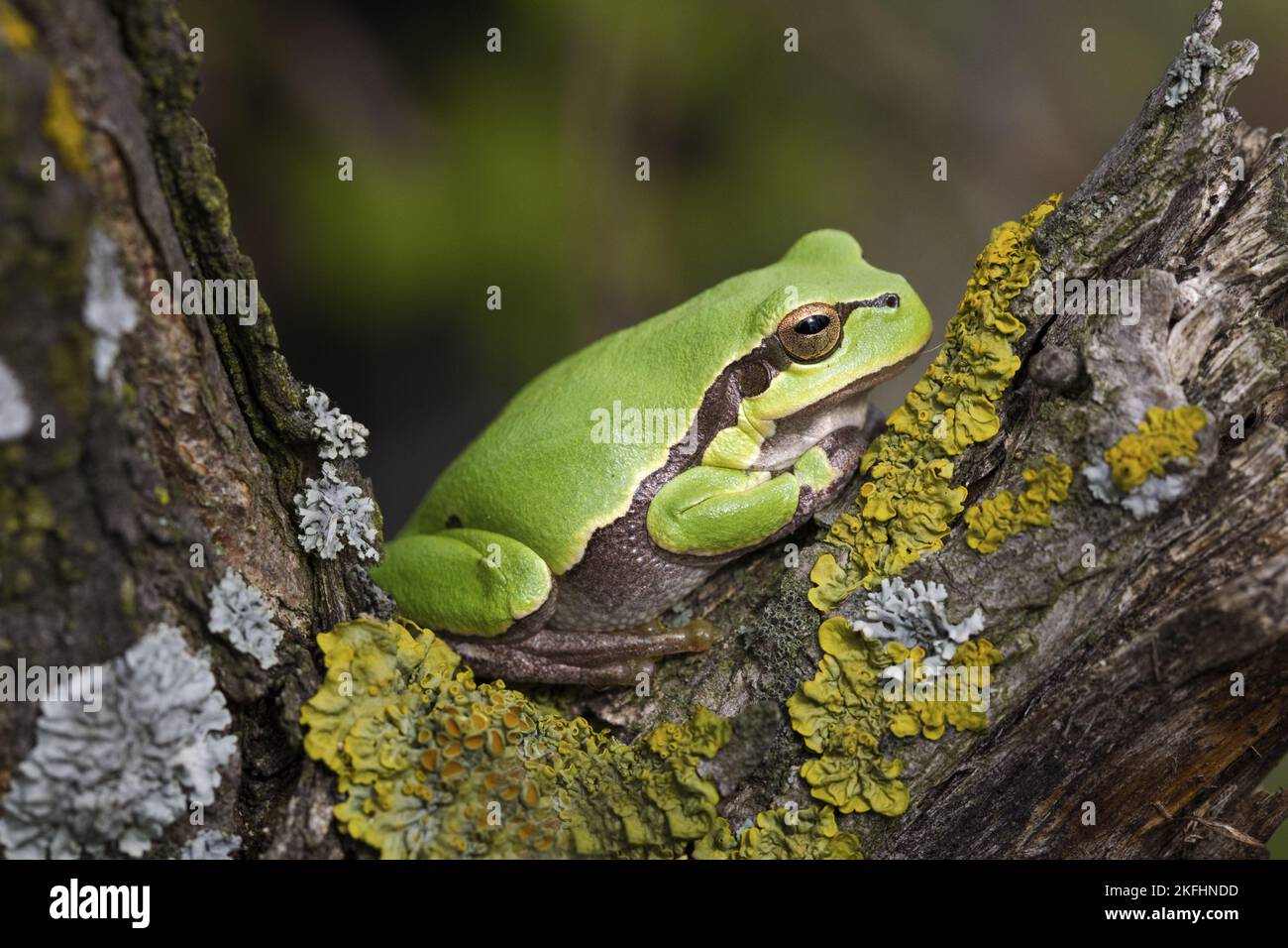 common tree frog Stock Photo Alamy