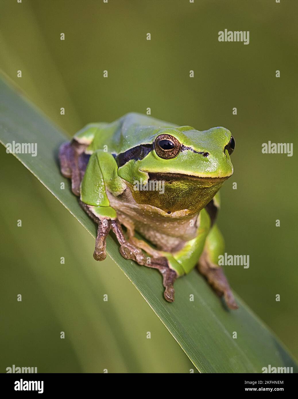 common tree frog Stock Photo Alamy