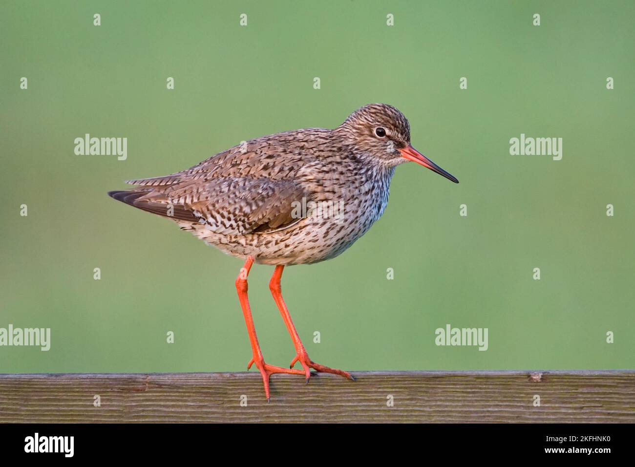 Common fences hi-res stock photography and images - Alamy