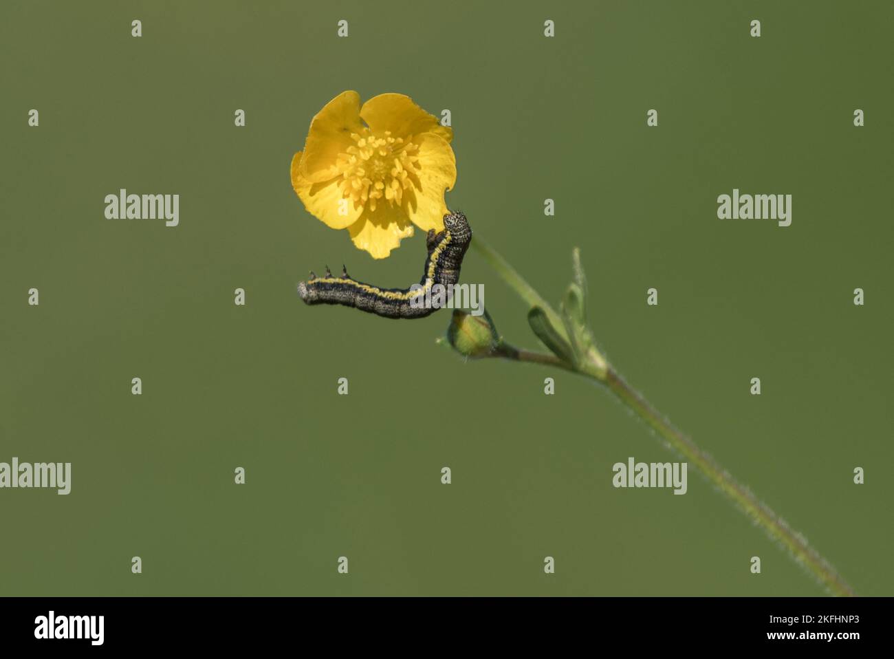 Caterpillar eating buttercup hires stock photography and images Alamy