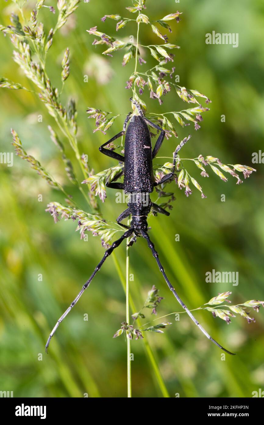 capricorn beetle Stock Photo