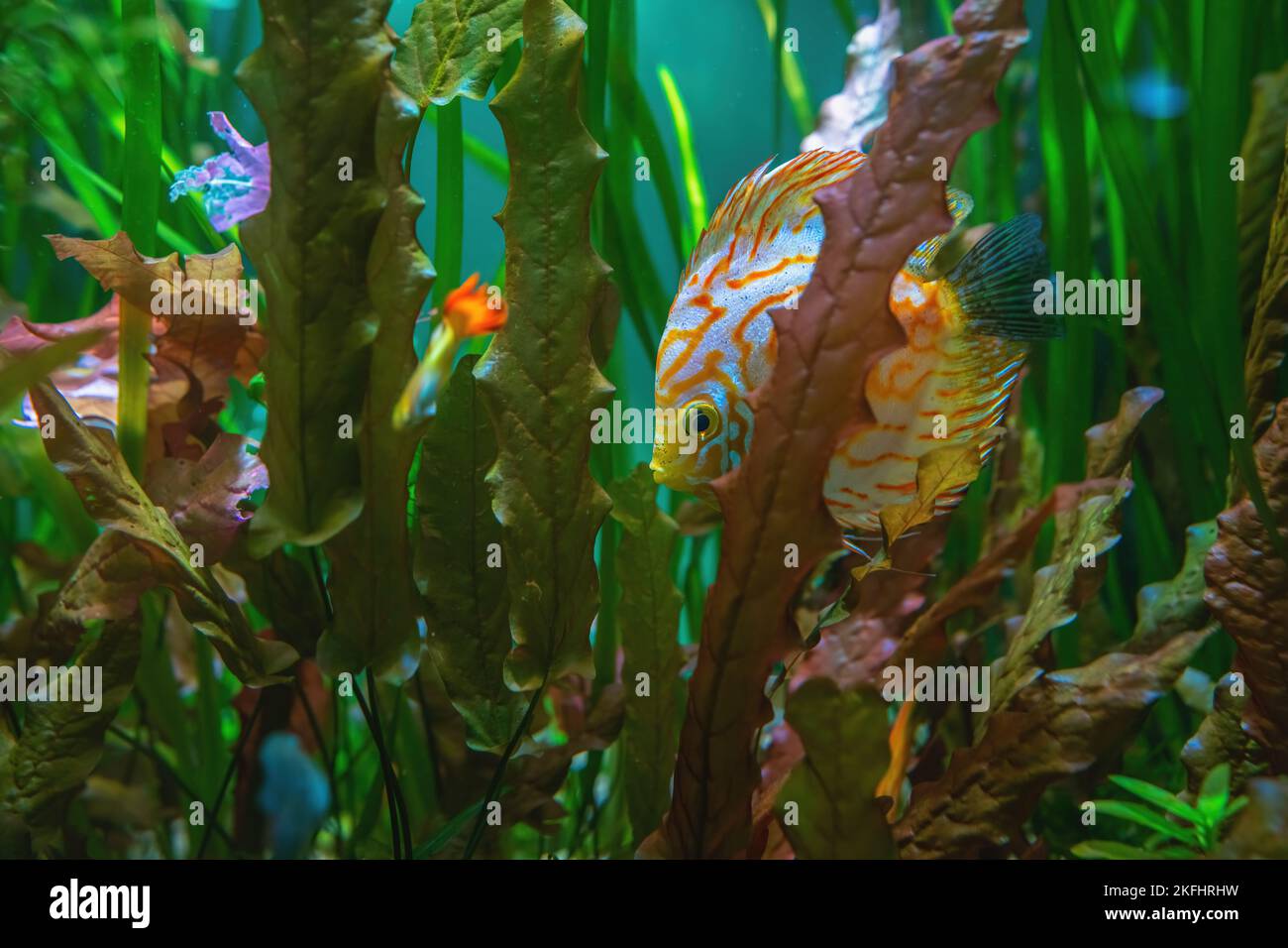 Beautiful fish Symphysodon aequifasciatus hides among seaweed Stock Photo