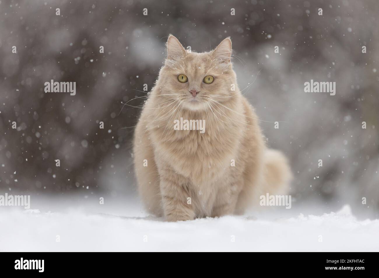 cat in the snow Stock Photo Alamy