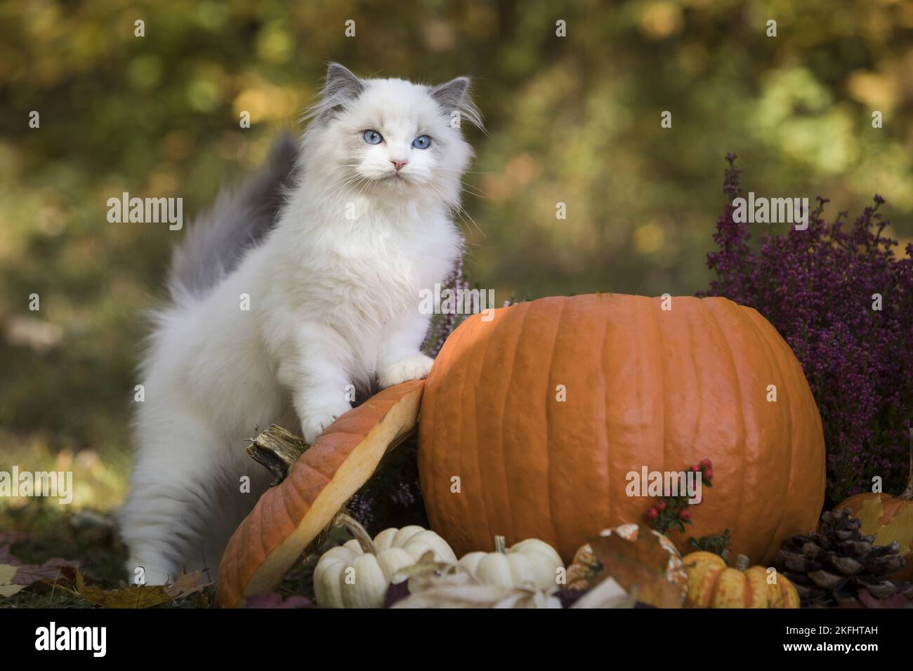 standing Ragdoll kitten Stock Photo Alamy