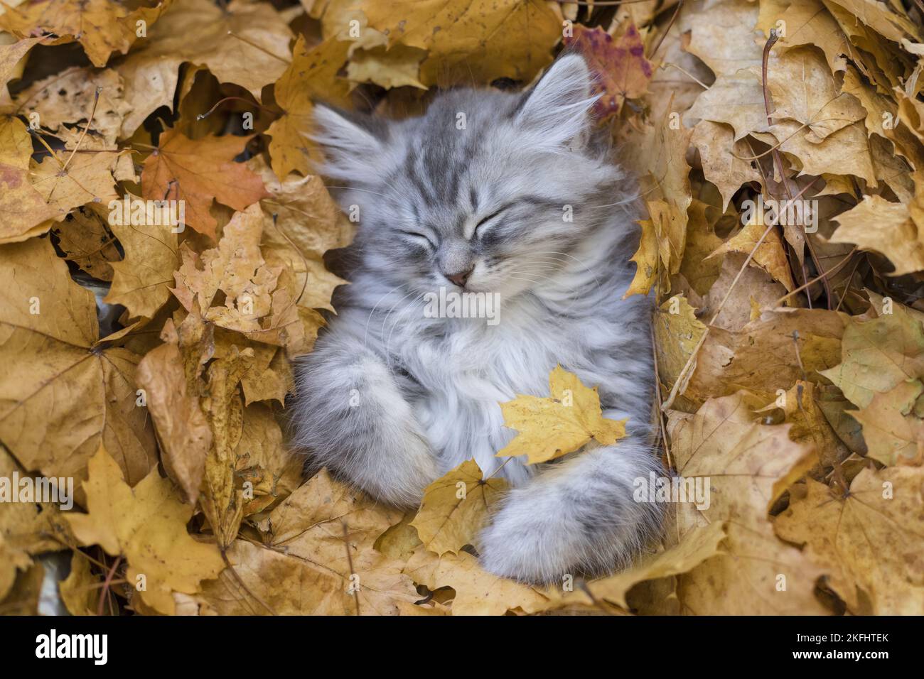 lying German Longhair Kitten Stock Photo - Alamy
