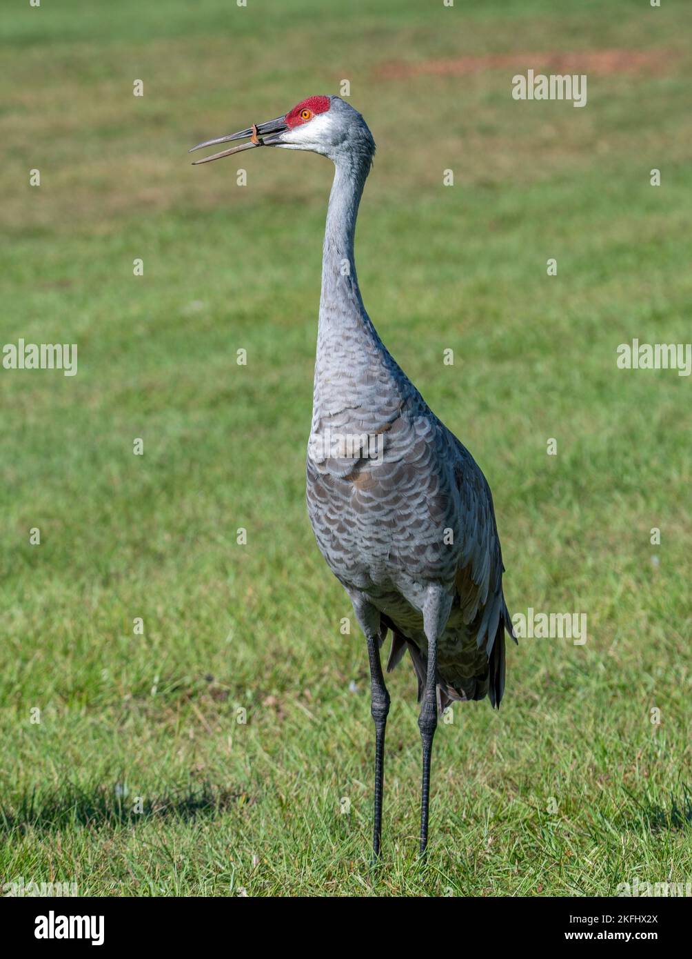 Sandhill Crane against a green background on the lawn Stock Photo - Alamy