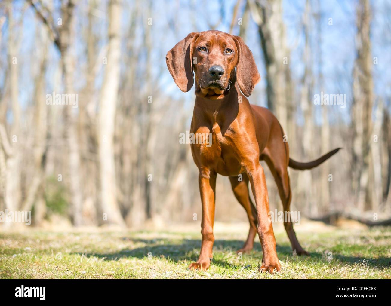 A red Vizsla x Hound mixed breed dog standing outdoors Stock Photo