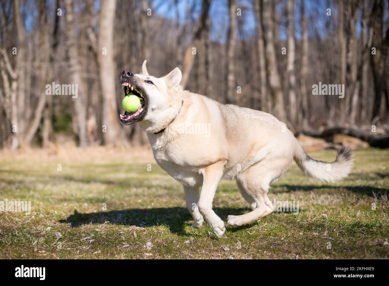 A German Shepherd x Husky mixed breed dog catching a ball Stock Photo