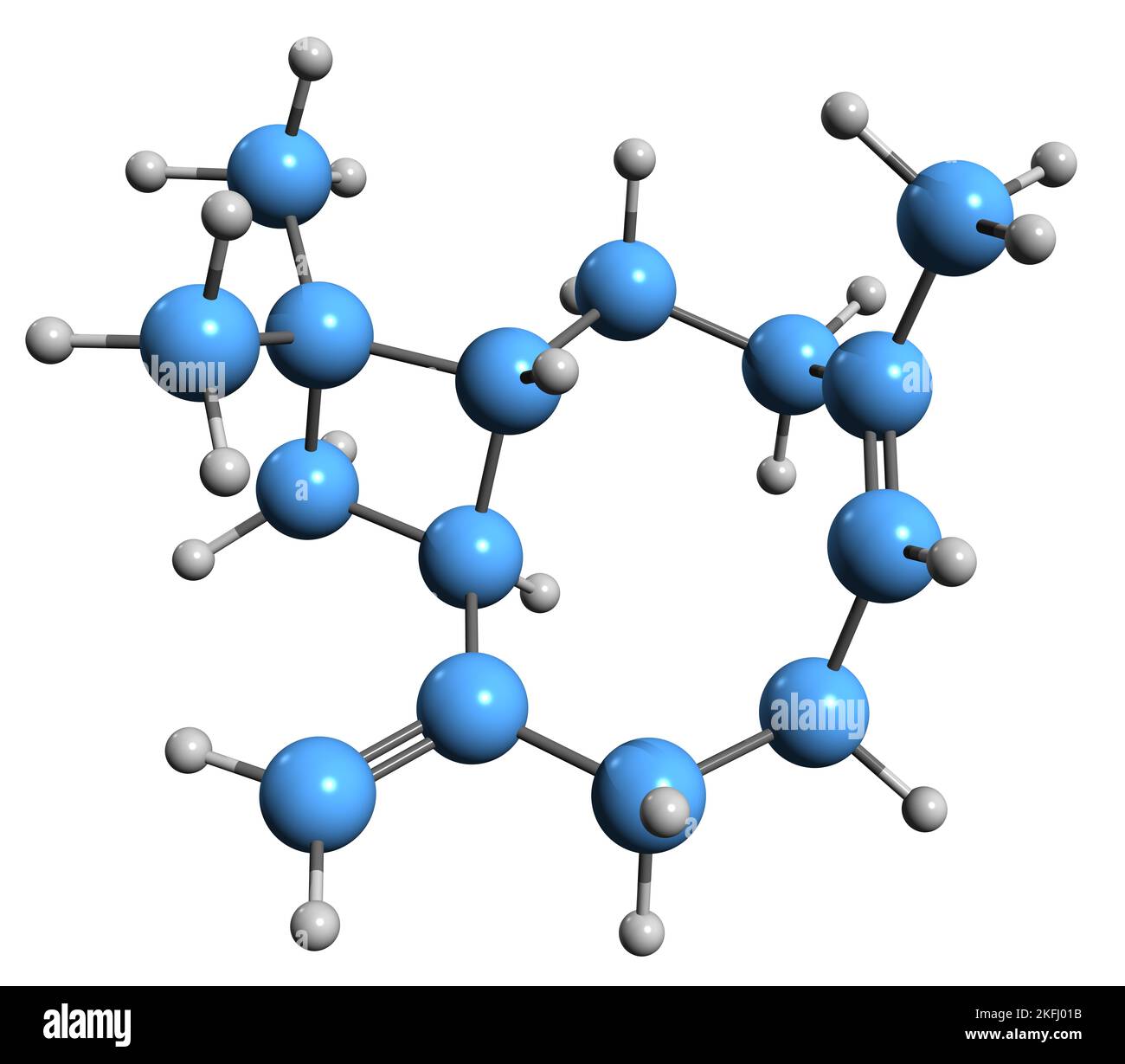 3D image of Caryophyllene skeletal formula - molecular chemical structure of   bicyclic sesquiterpene  BCP isolated on white background Stock Photo