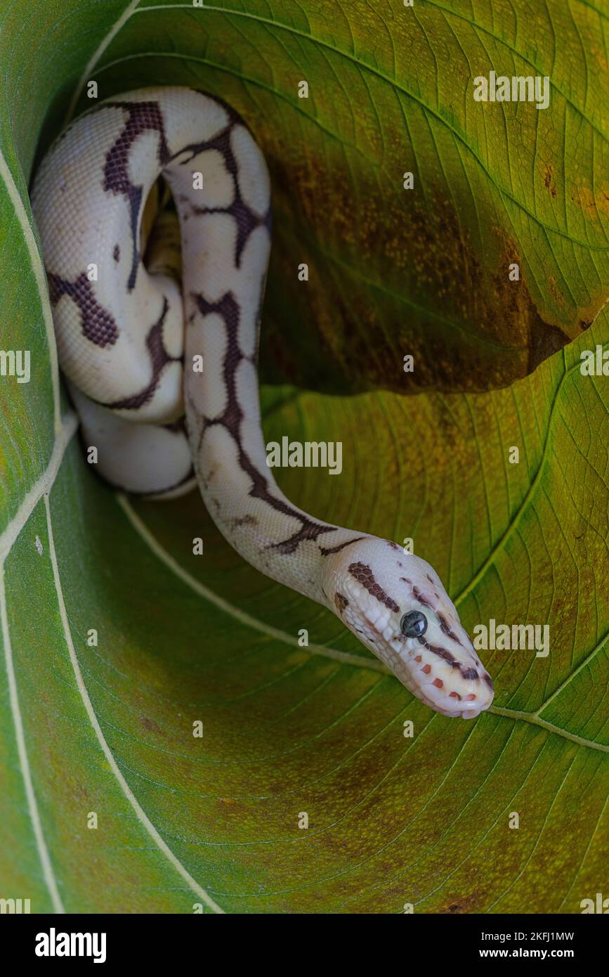 A closeup shot of a ball python (Python regius) on a green leaf Stock Photo