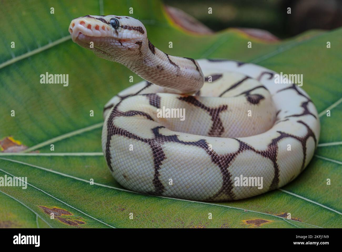 A closeup shot of a ball python (Python regius) on a green leaf Stock Photo