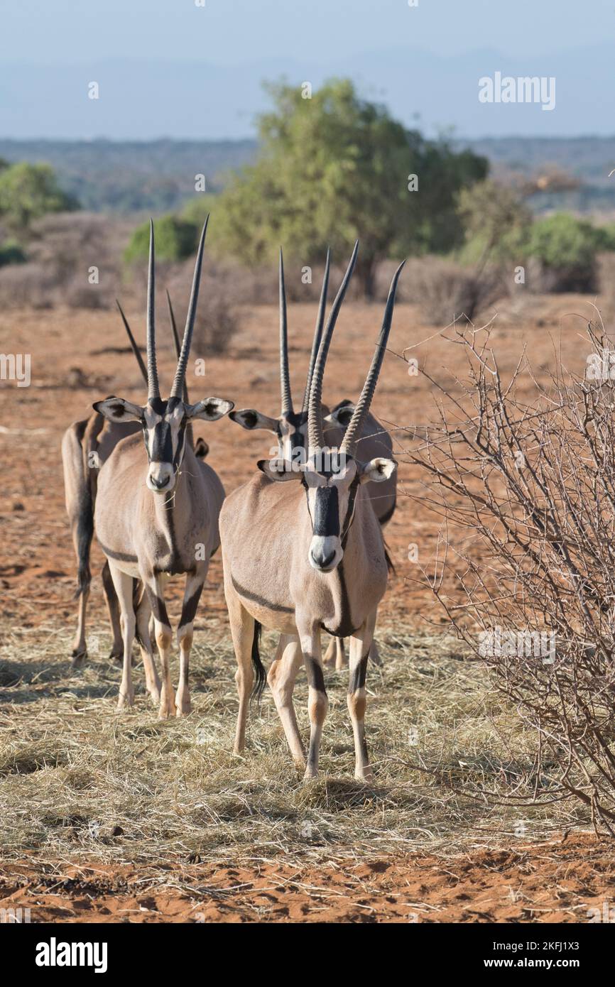 Beisa oryx (Oryx beisa). A group eating forage put out by local people during an East African drought Stock Photo