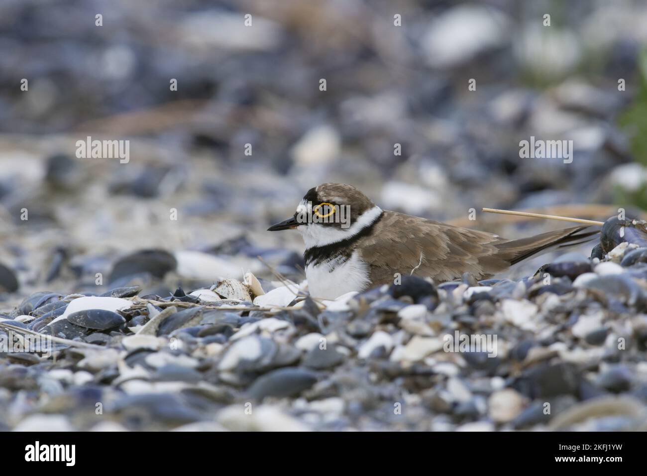 Little Ringed Plover Stock Photo Alamy