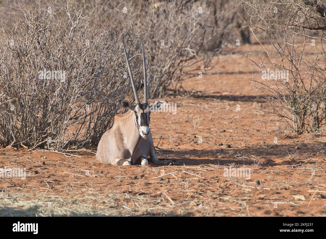 Beisa oryx (Oryx beisa). An individual rests and digests after a meal Stock Photo