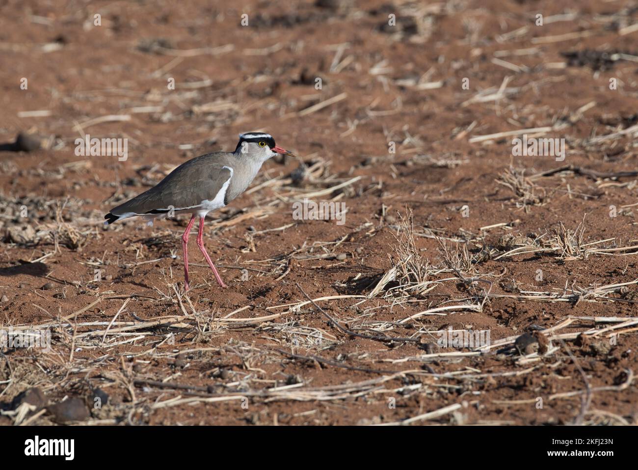 Crowned lapwing (Vanellus coronatus), also known as the crowned plover. Adult. Stock Photo