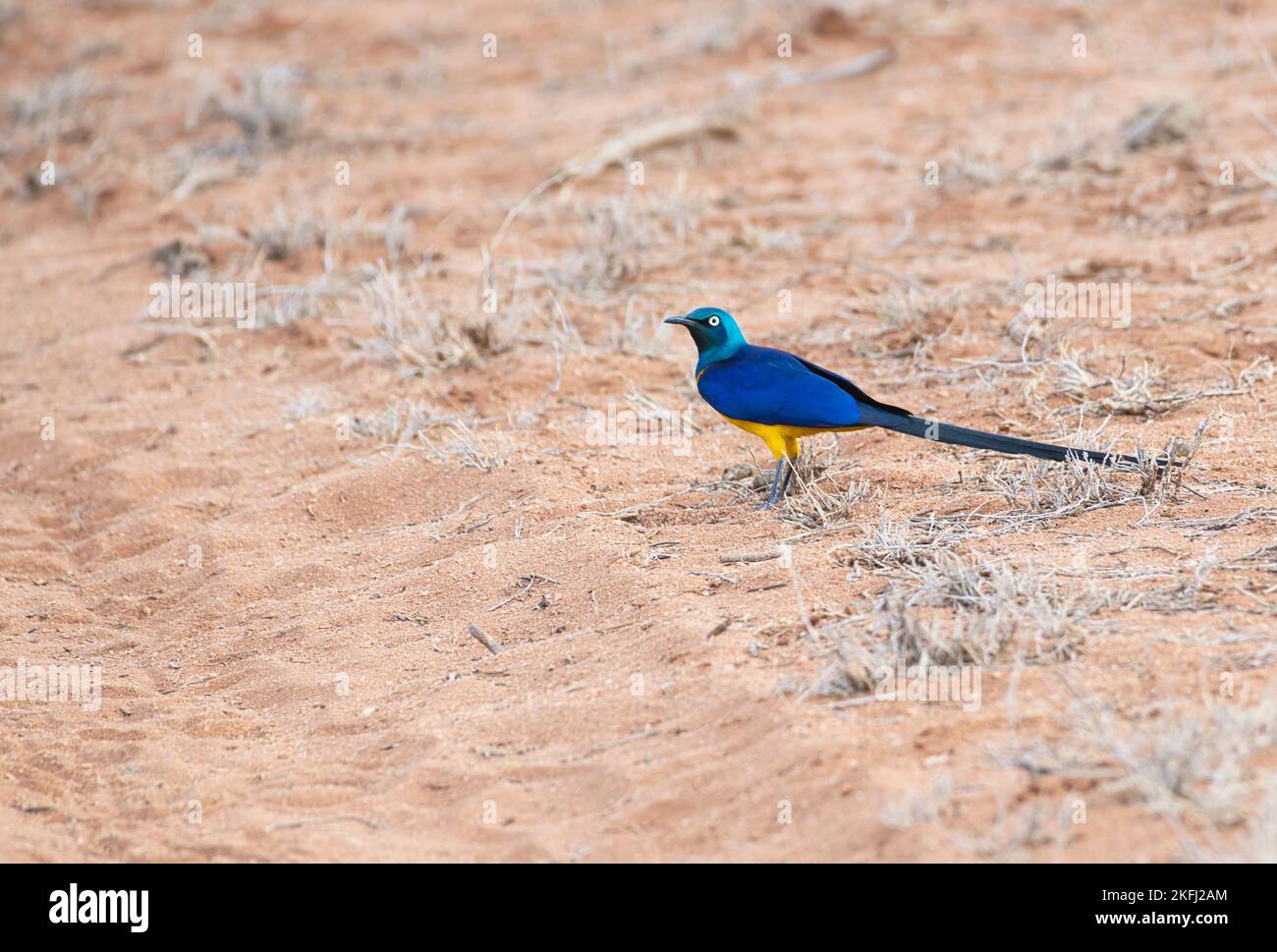 Golden-breasted starling (Cosmopsarus regius), a common species of East African dry bush country. Stock Photo