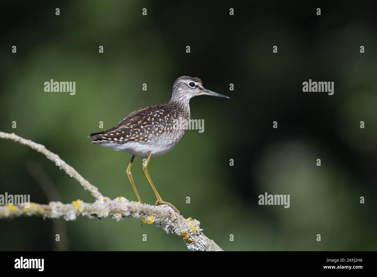 standing Wood Sandpiper Stock Photo - Alamy