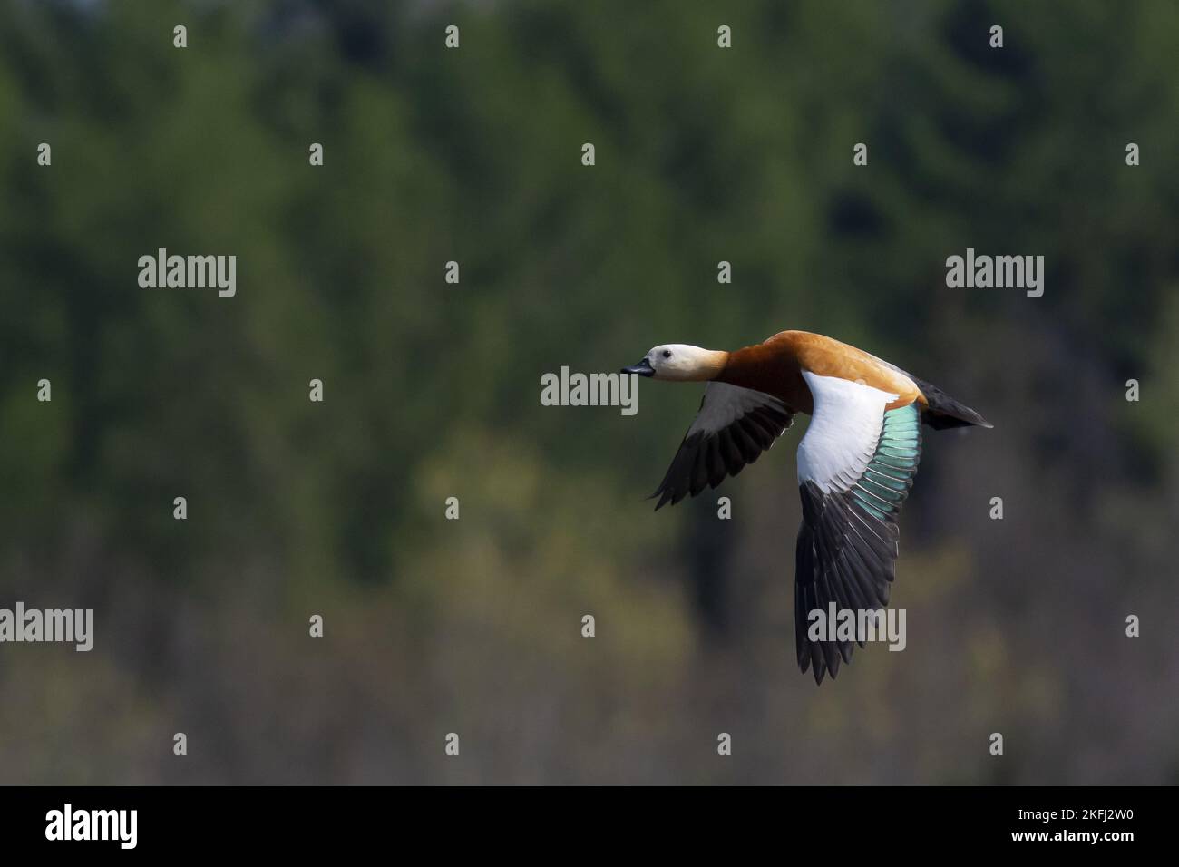 Shell Duck Flying Summertime aquatic flying wildlife hi-res stock photography and images ...