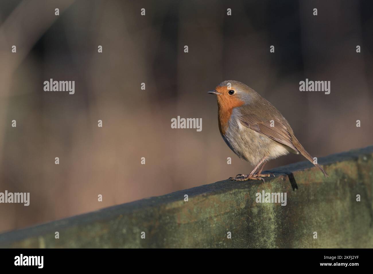 Beautiful robin perched on a wooden fence beam. brown blurred background. Latin name Erithacus rubecula Stock Photo