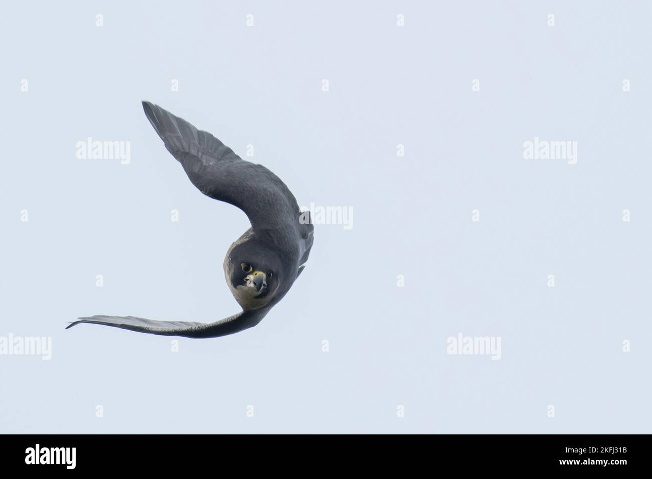 flying Peregrine Falcon Stock Photo