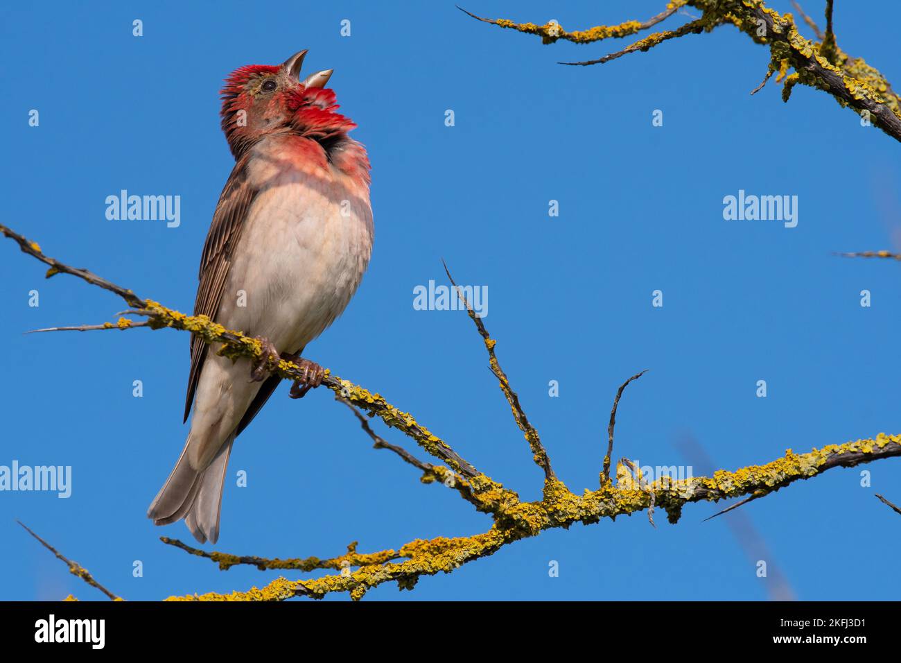 common rosefinch Stock Photo