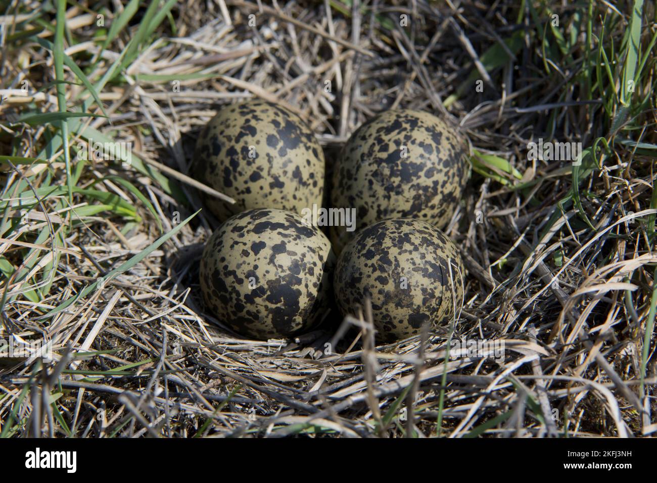 Lapwing eggs Stock Photo
