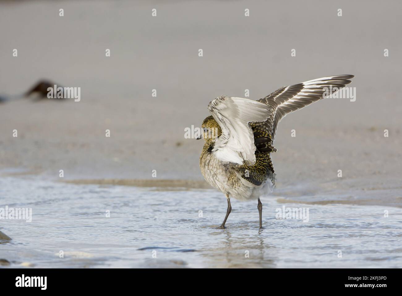 Golden Plover in the water Stock Photo