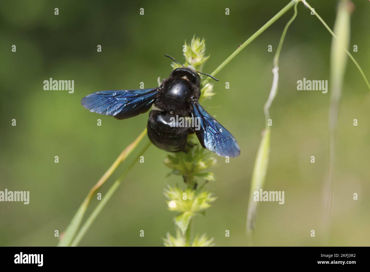 Violet Carpenter Bee Stock Photo Alamy