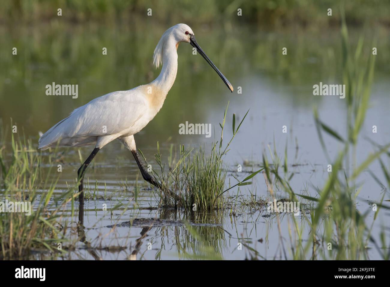 Spoonbill in water hi-res stock photography and images - Alamy