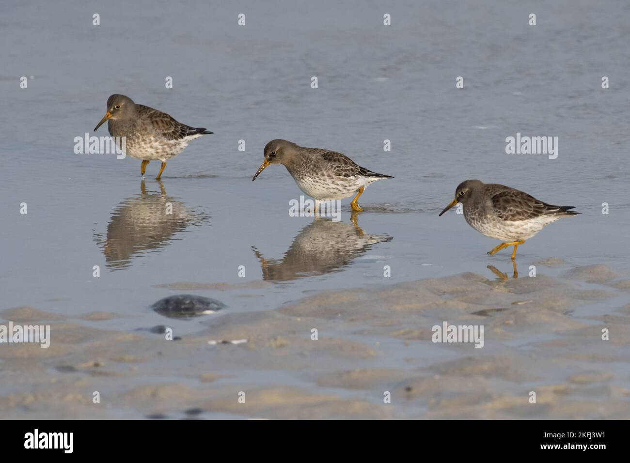 walking Purple Sandpipers Stock Photo