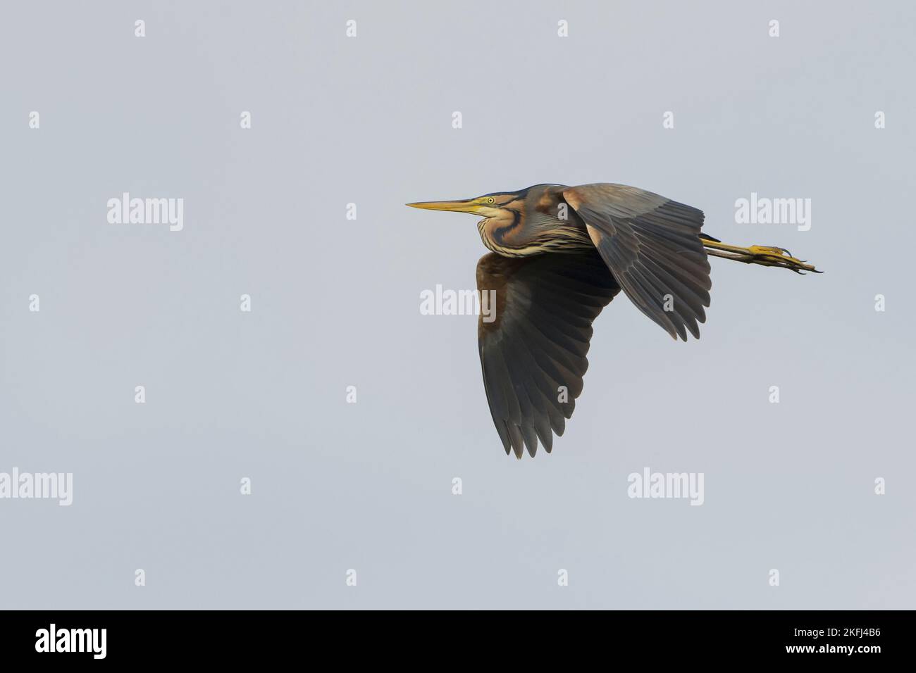 Cloudy purple sky with birds hi-res stock photography and images - Alamy